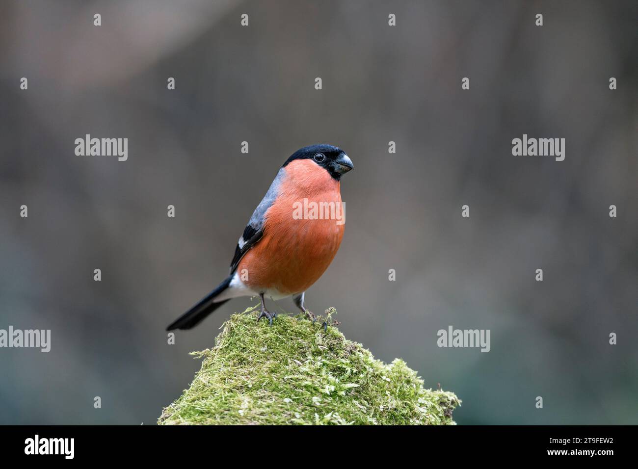 Bullfinch; Pyrrhula pyrrrhula; maschio; Regno Unito Foto Stock