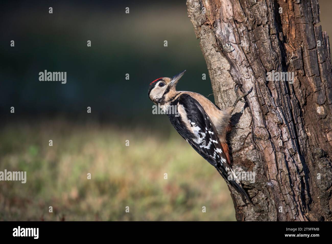 Grande picchio macchiato; Dendrocopos Major; Giovanile; UK Foto Stock