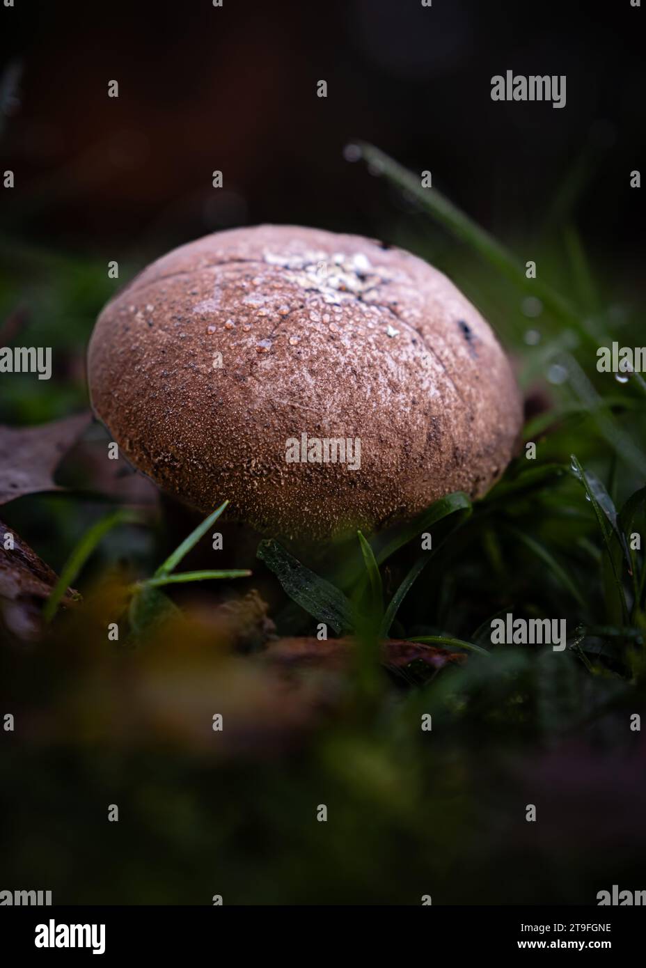 Fungo di palla marrone-umero, una specie di funghi Lycoperdon, che cresce attraverso lo stampo di foglie di un pavimento forestale nella regione francese della Dordogna Foto Stock