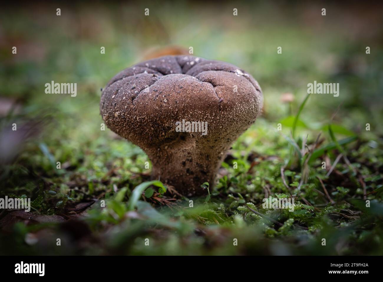 Fungo di palla marrone-umero, una specie di funghi Lycoperdon, che cresce attraverso lo stampo di foglie di un pavimento forestale nella regione francese della Dordogna Foto Stock
