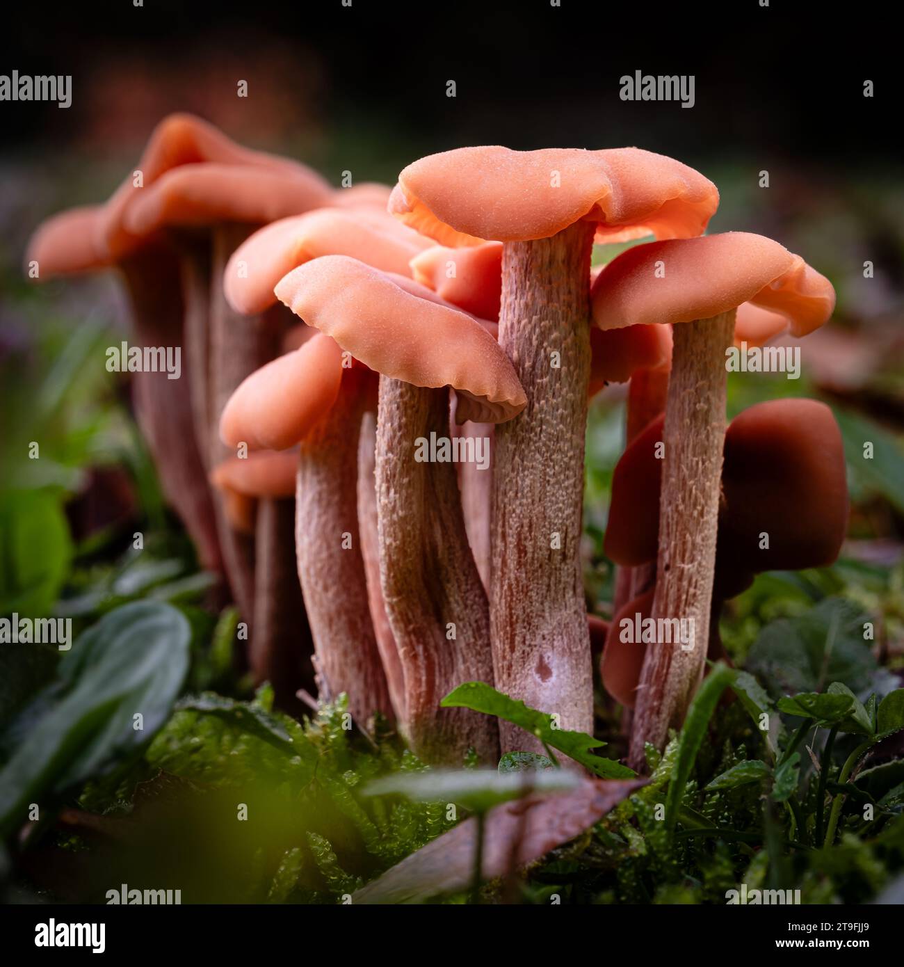 Fungo Laccaria comune, una specie di funghi Deceivers, che cresce attraverso lo stampo di foglie di un pavimento forestale nella regione francese della Dordogna Foto Stock