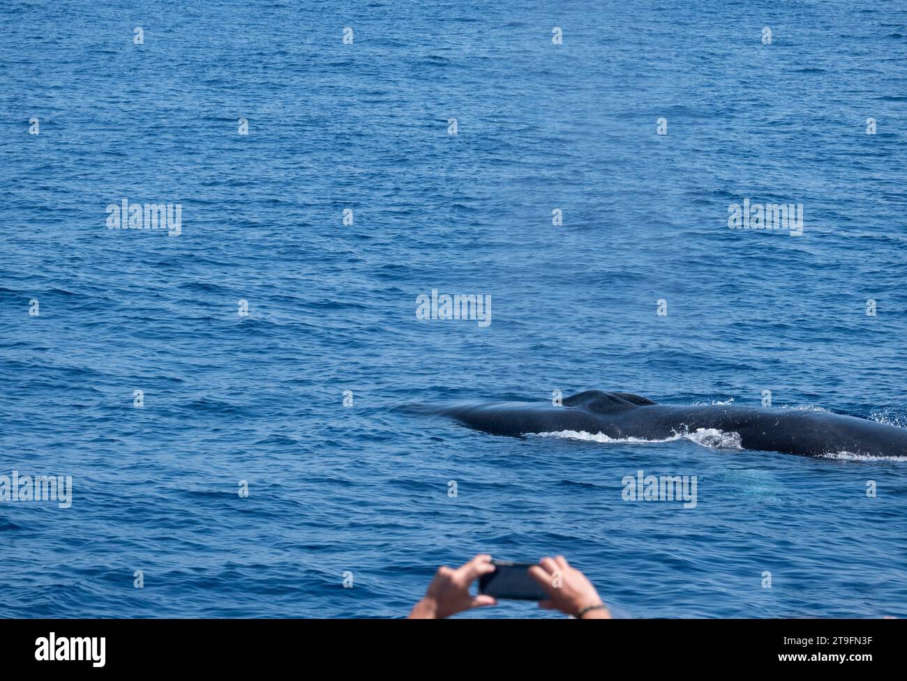 Fotografa una balena durante un'escursione in barca nel Mar Mediterraneo. Foto Stock