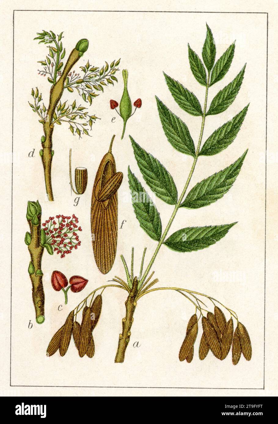 Ash Fraxinus excelsior, (libro di botanica, 1903), esse Foto Stock