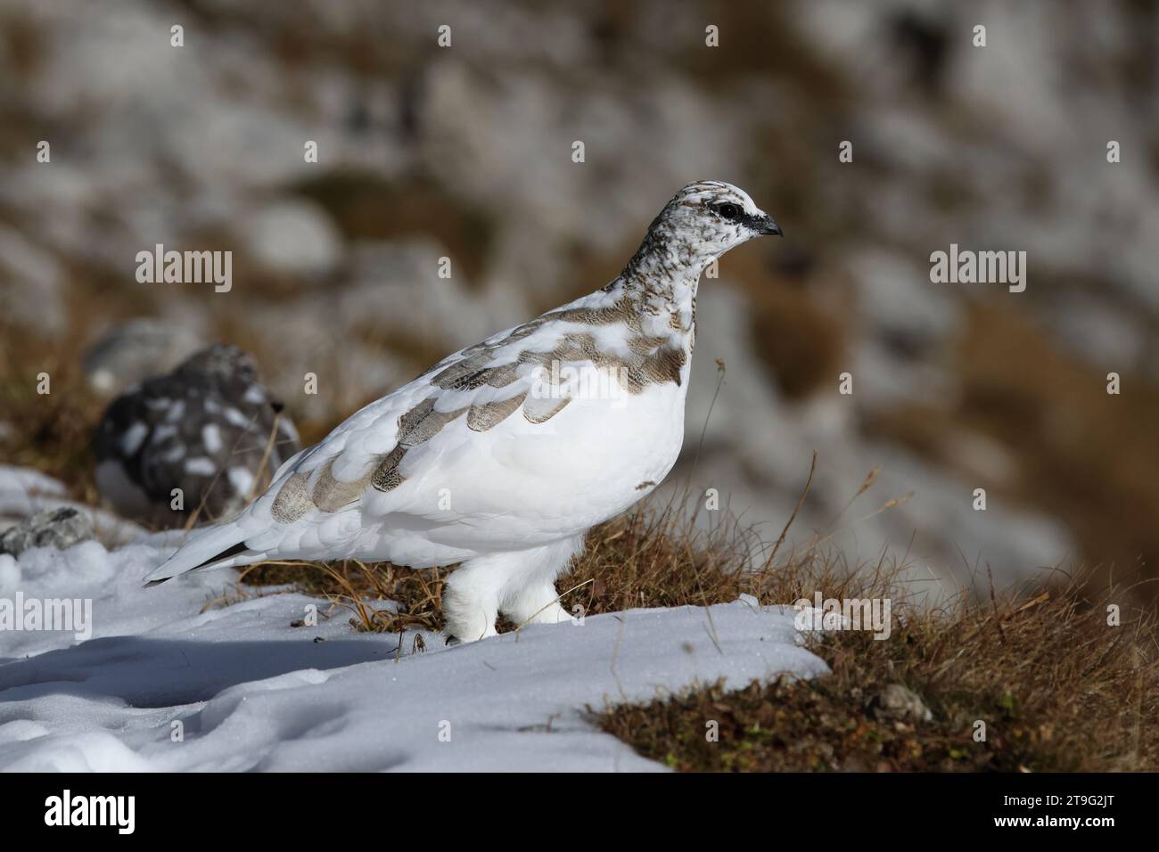 Roccia Ptarmigan (Lagopus muta, sottospecie helvetica) nelle fresche nevose montagne del Karwendel Foto Stock