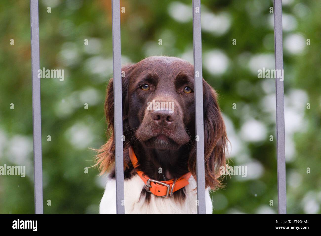 Ritratto di un cane molto triste dietro la recinzione. Tristezza espressione animale, occhi tristi. Divertente foto di animali. Razza di cane Spaniel. Foto Stock