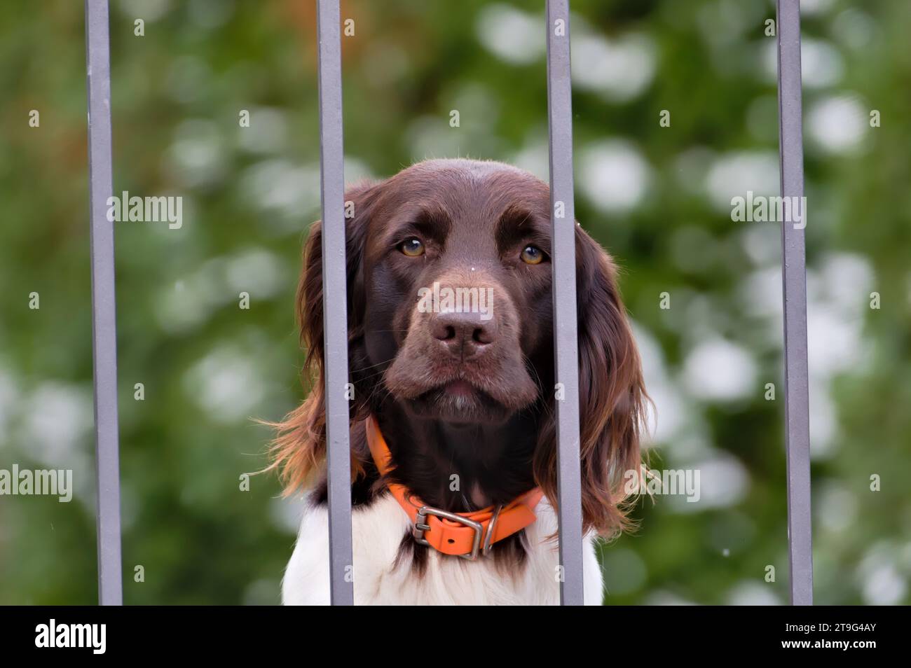 Ritratto di un cane molto triste dietro la recinzione. Tristezza espressione animale, occhi tristi. Divertente foto di animali. Razza di cane Spaniel. Foto Stock