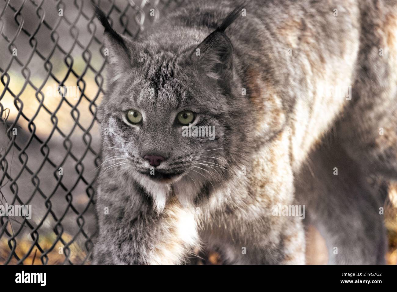 Lince canadese Foto Stock