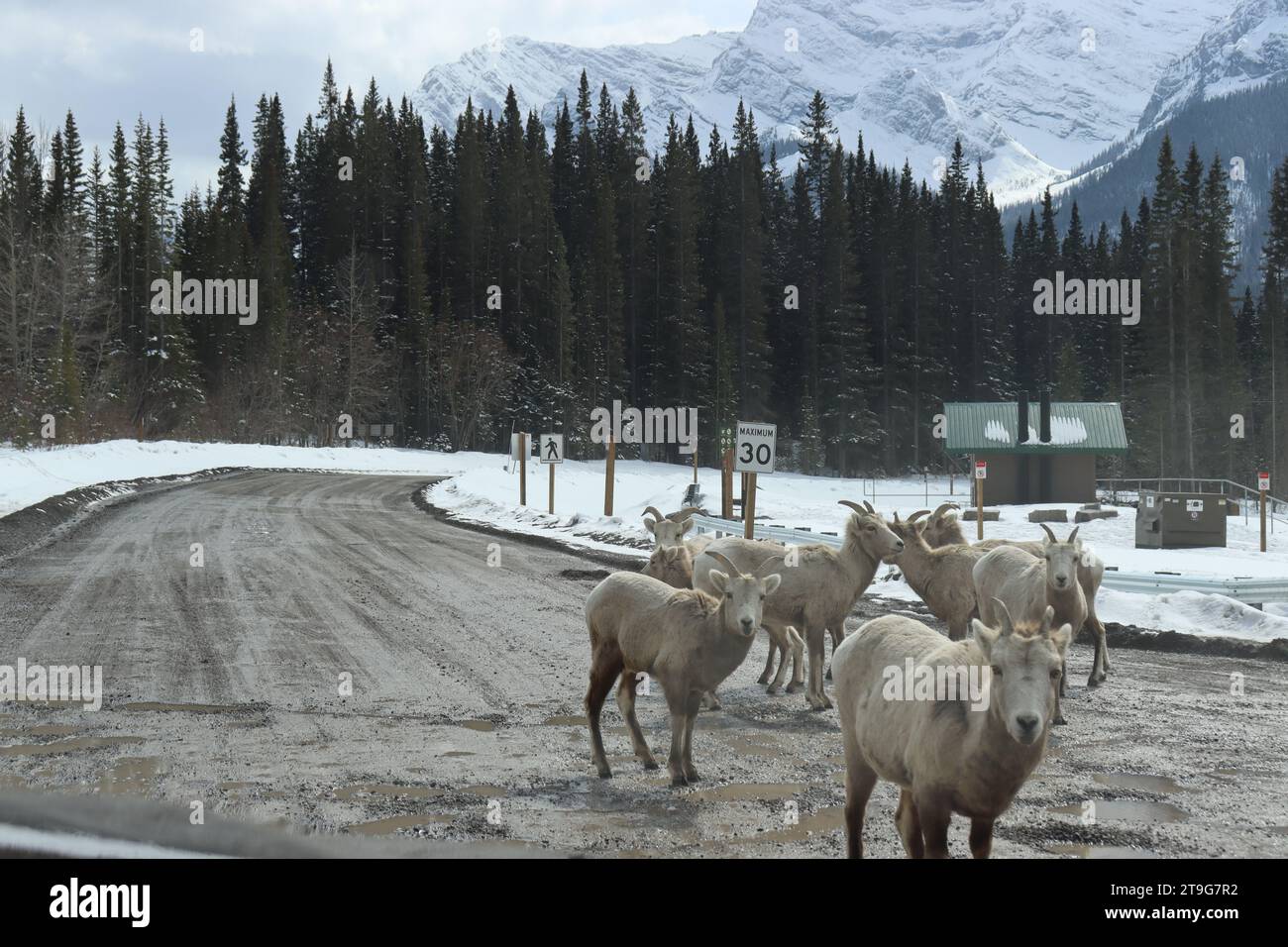 Un gruppo di capre si addormenta lungo una strada innevata, con i loro camici bianchi che si fondono perfettamente con il paesaggio invernale Foto Stock