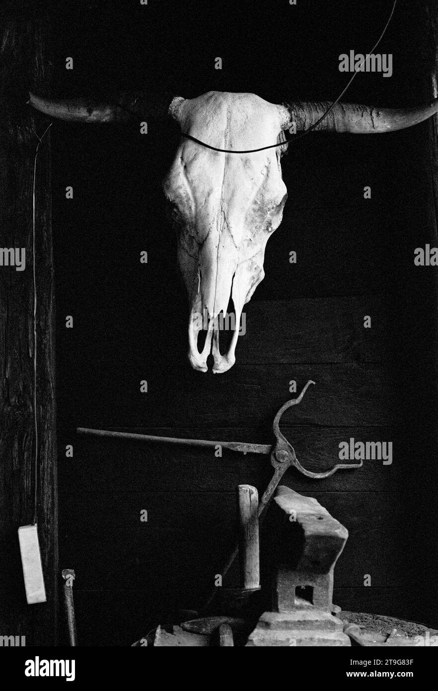 TESCHIO DI BESTIAME IN FATTORIA FIENILE - SERBIA -NATURA MORTA - BIANCO E NERO FILM D'ARGENTO © FOTOGRAFIA : F.BEAUMONT Foto Stock