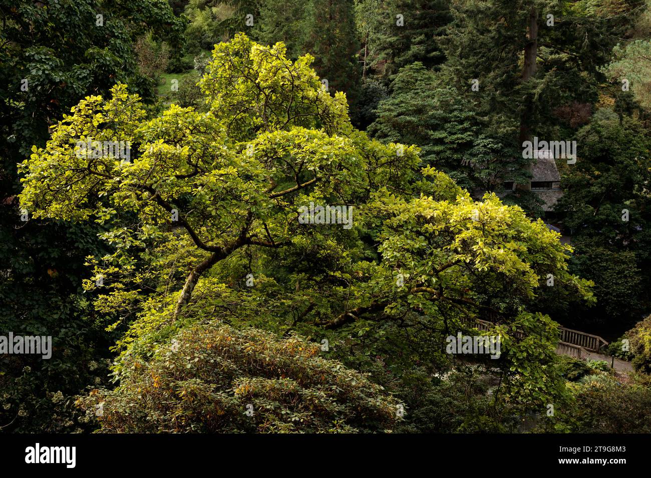 Albero con fogliame primaverile illuminato dalla luce del sole Foto Stock