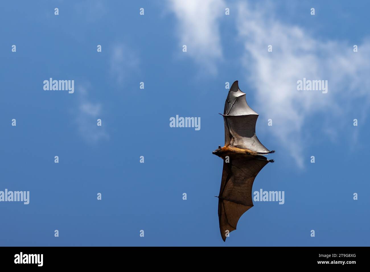 Volo fruitbat a Tissamaharama, Sri Lanka Foto Stock