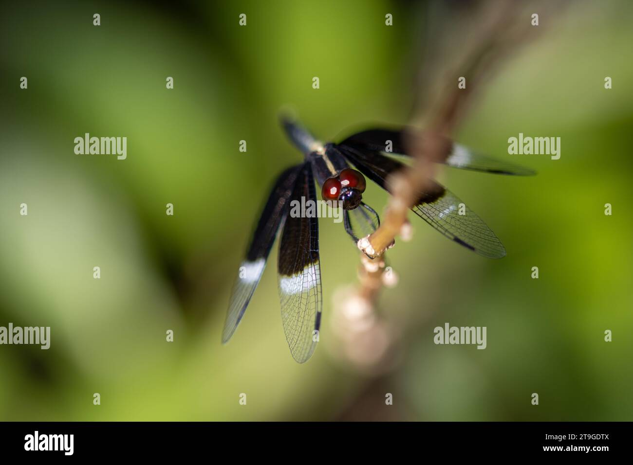 Neurothemis tullia, il macello di risaie pied Foto Stock