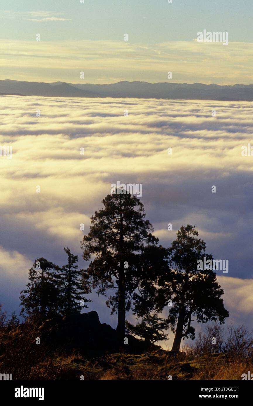 Nebbia a valle da Spencer Butte, Spencer Butte Park, Eugene, Oregon Foto Stock
