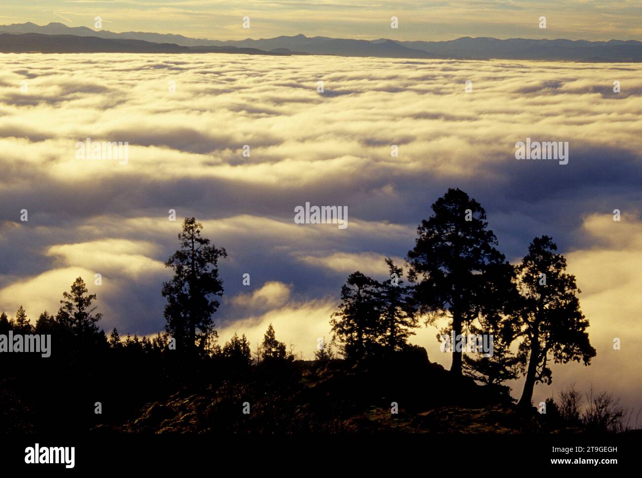 Nebbia a valle da Spencer Butte, Spencer Butte Park, Eugene, Oregon Foto Stock