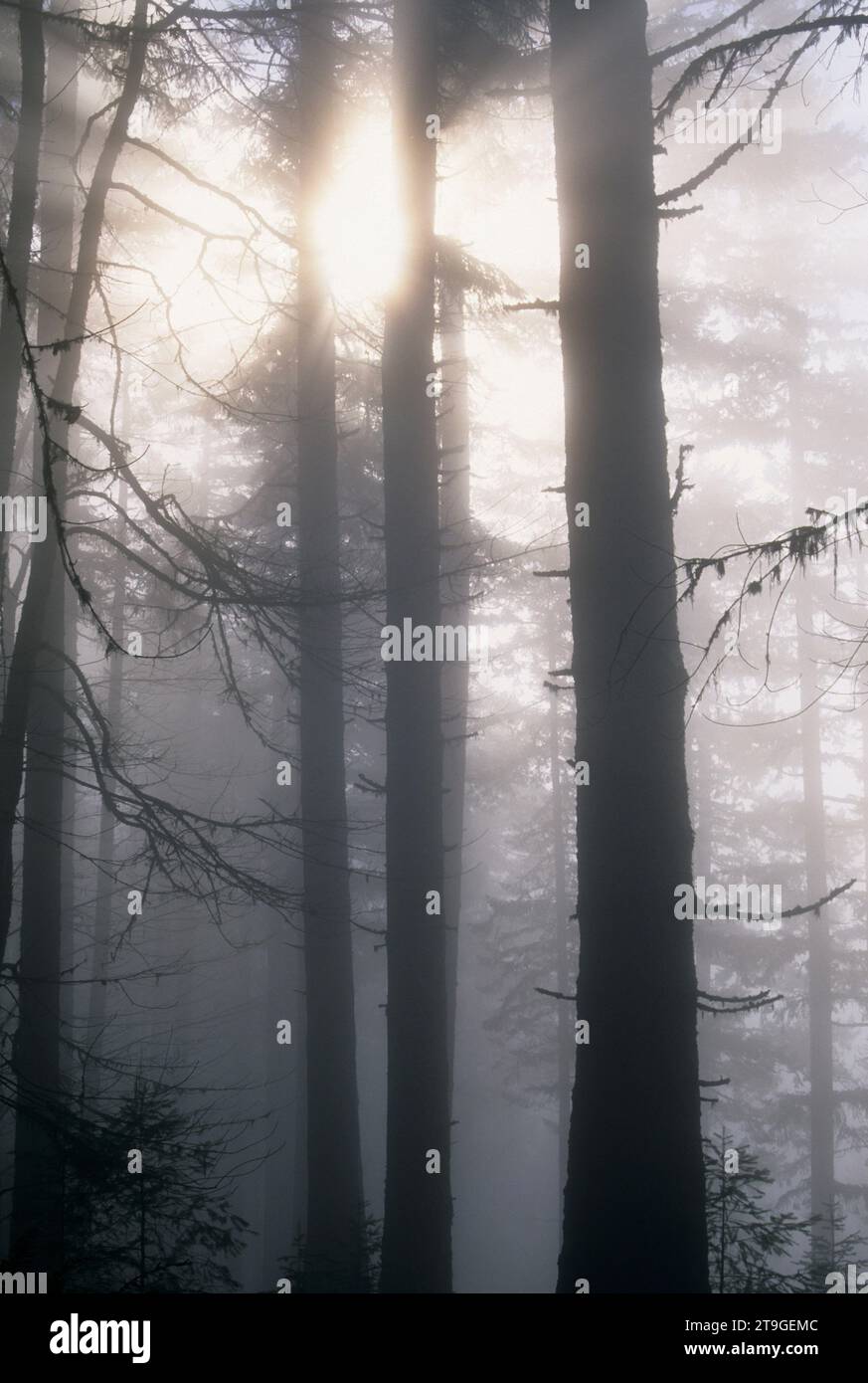 Foresta nebbia, Spencer Butte Park, Eugene, Oregon Foto Stock