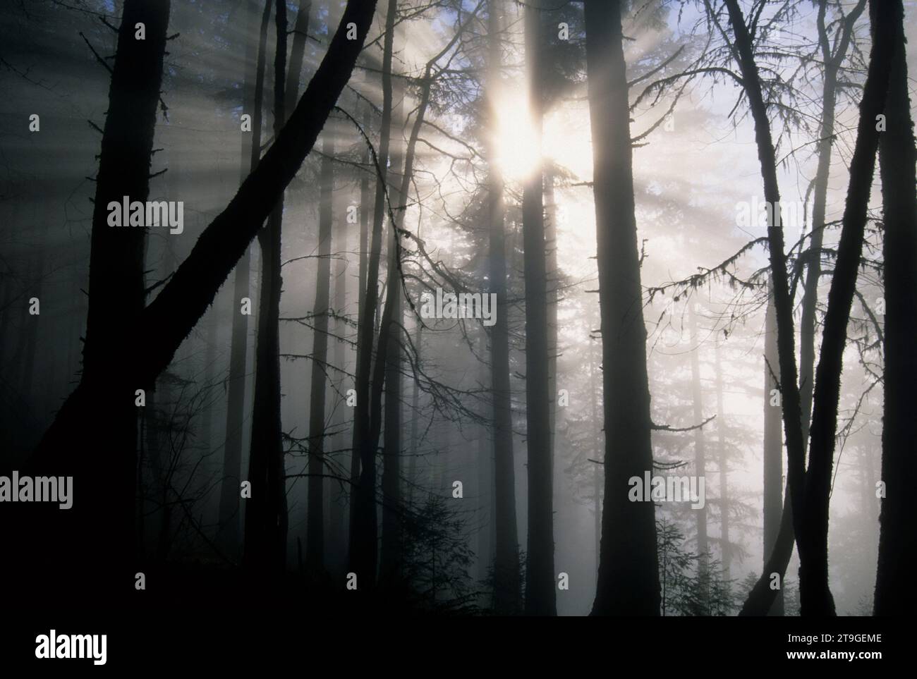 Foresta nebbia, Spencer Butte Park, Eugene, Oregon Foto Stock