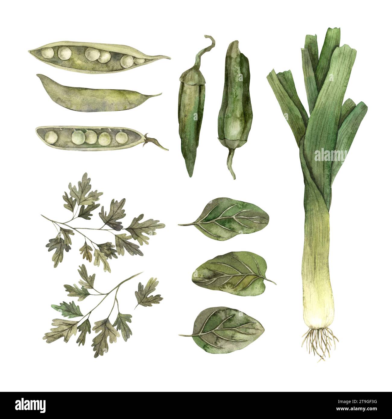 Set di acquerelli di verdure verdi: Cipolle, peperoni, prezzemolo, piselli, spinaci. Elementi isolati fatti a mano su sfondo bianco. Utilizzare nella figura Foto Stock