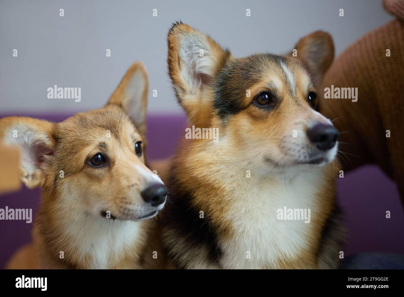 Un paio di cani corgi seduti su un divano. Ritratto di due Pembroke gallesi Corgis in un caffè Foto Stock