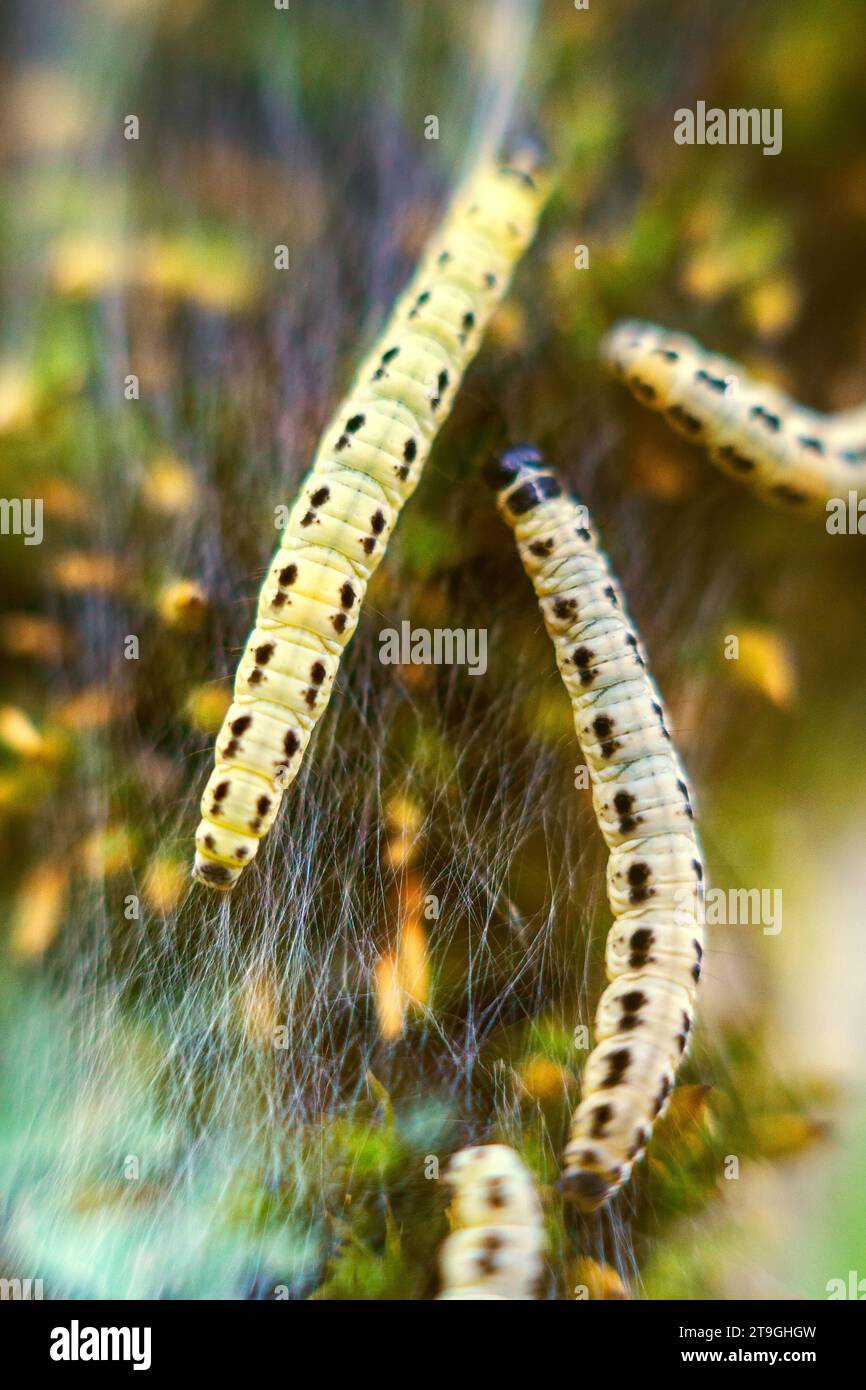 Pilastri di falena a trama yponomeuta evonymella. Fotografia macro caterpillar, messa a fuoco morbida. Foto Stock