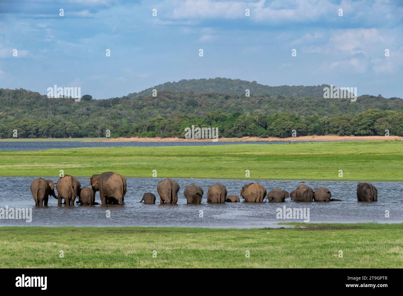 Una famiglia di elefanti fa la fila in acqua per bere nel parco nazionale di Minneriya in Sri Lanka Foto Stock
