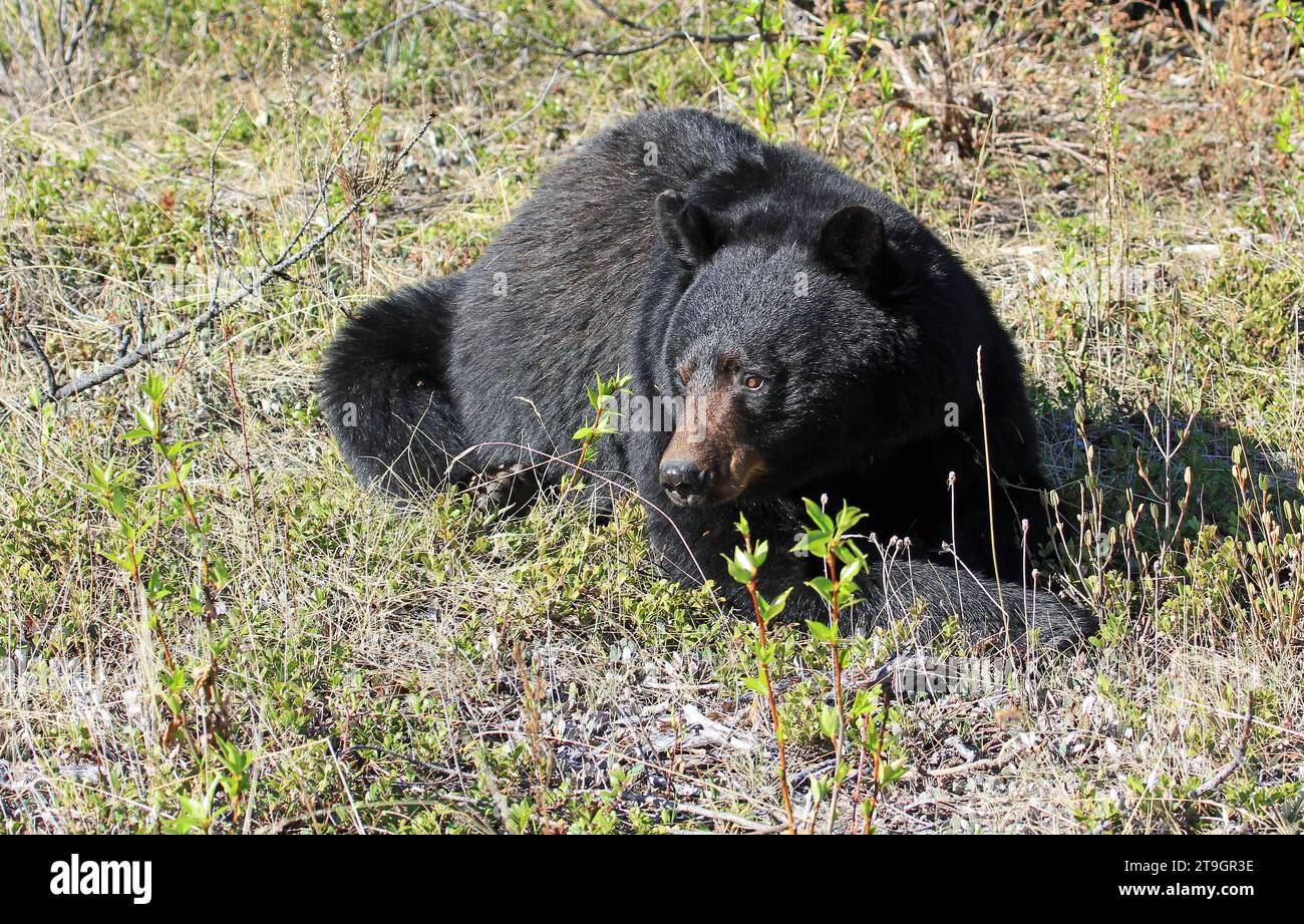 L'orso nero riposa, Canada Foto Stock
