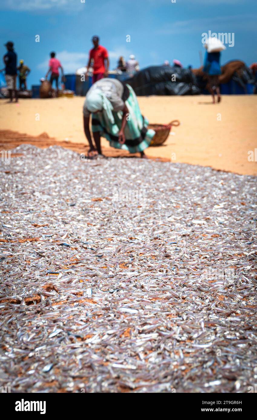 Una donna anziana mette a disposizione un piccolo pesce d'argento per asciugarsi al sole sulla spiaggia di Negombo, in Sri Lanka Foto Stock
