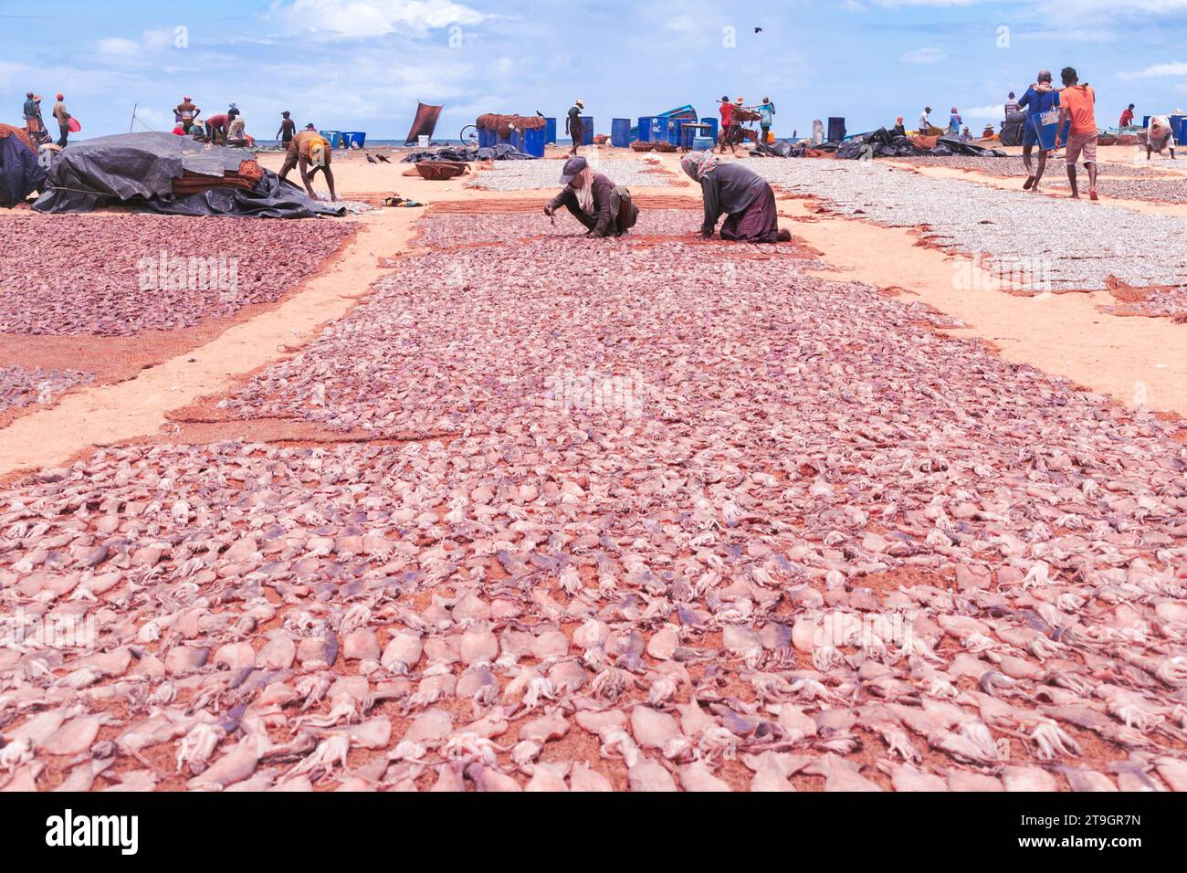 I lavoratori organizzano recentemente calamari catturati in linee pulite per asciugarsi al sole a Negombo, nello Sri Lanka Foto Stock