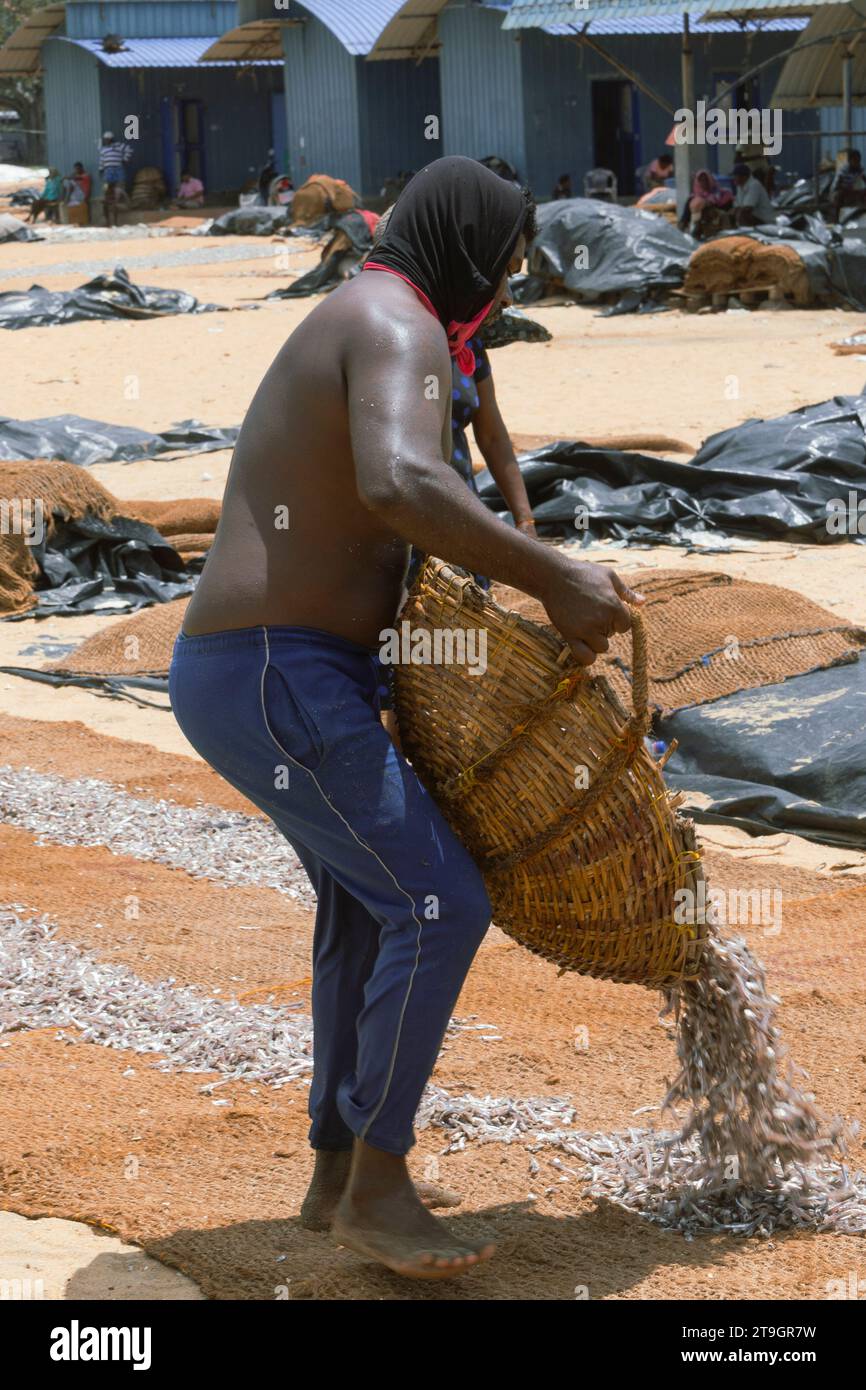 Un pescatore che indossa un copricapo protettivo pesca su un tappetino per asciugarsi al sole a Negombo, nello Sri Lanka Foto Stock