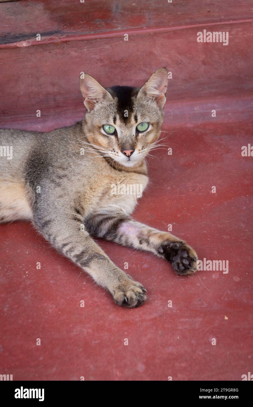 Un bellissimo gatto di strada dagli occhi verdi guarda la macchina fotografica sulla strada di Negombo, in Sri Lanka Foto Stock