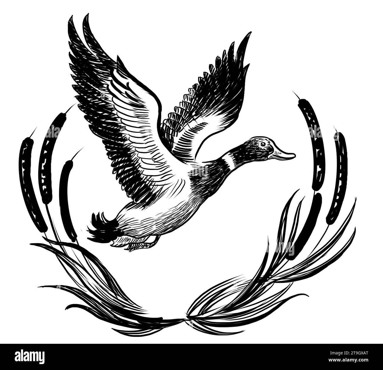 Anatra mallard volante. Disegno in bianco e nero disegnato a mano Foto Stock