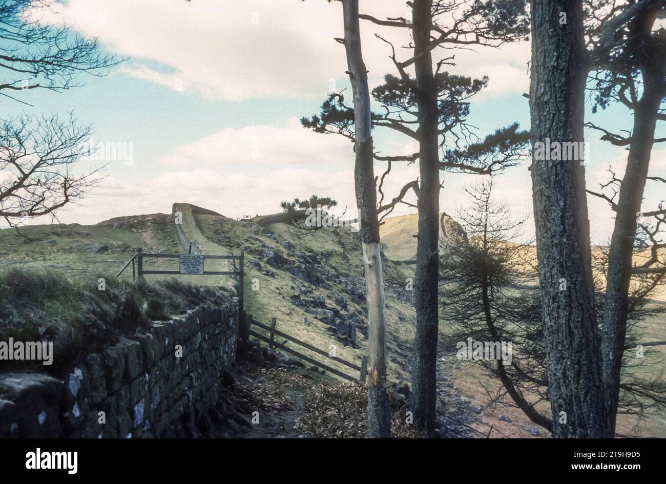 Fotografia d'archivio degli anni '1970 di una sezione del Vallo di Adriano vicino al forte Housesteads nel Northumberland. Foto Stock