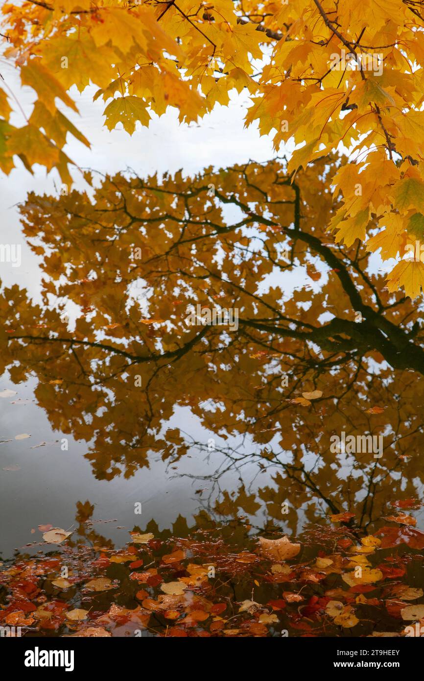 Foglie di autunno su un ramo. Foto Stock