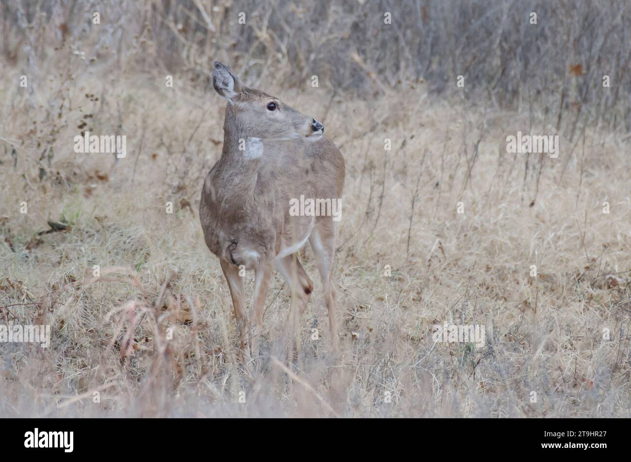 White-Tailed Deer, Odocoileus virginianus, doe Foto Stock