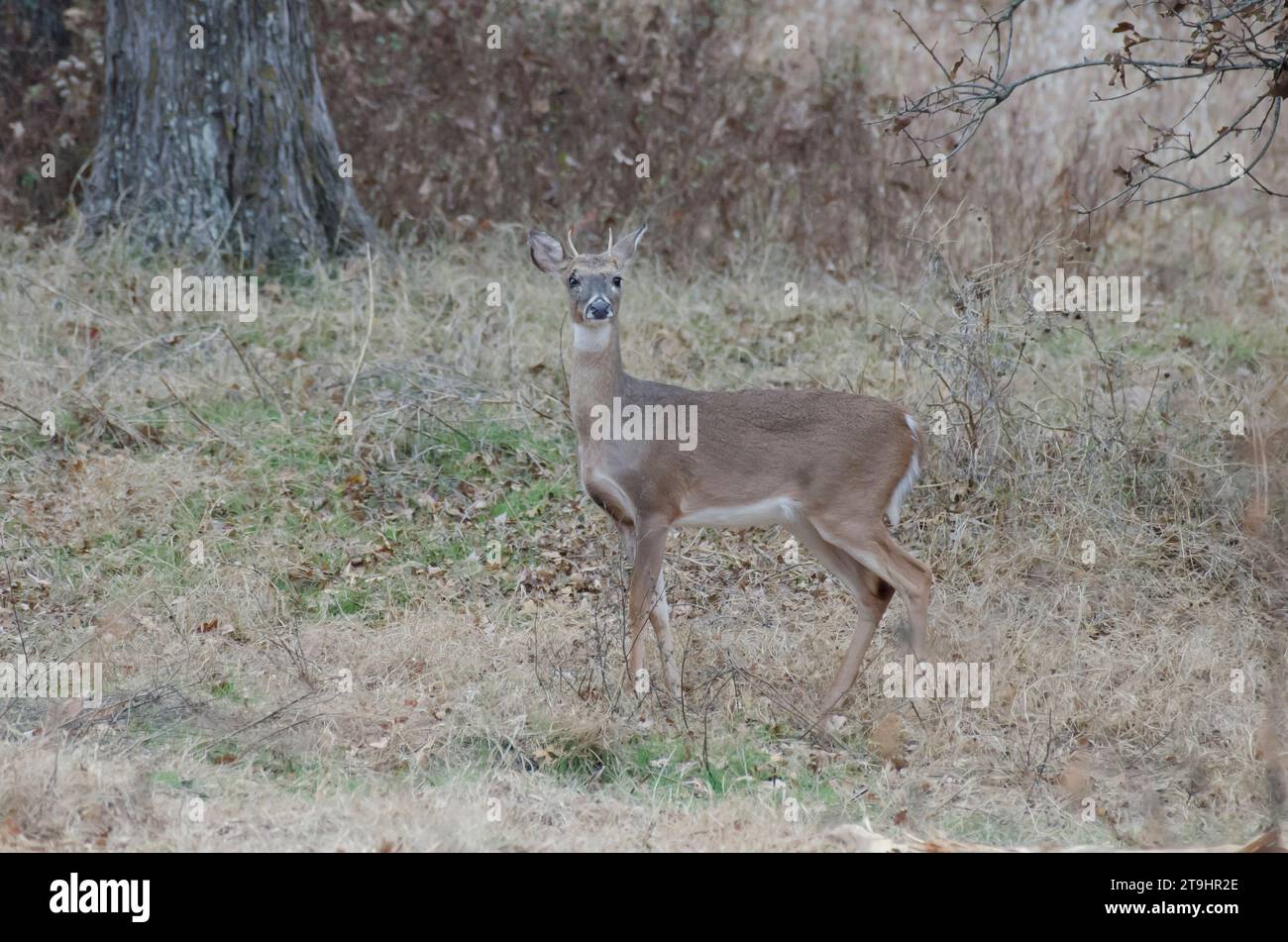 Cervo dalla coda bianca, Odocoileus virginianus, giovane buck con lesioni a viso e occhi Foto Stock