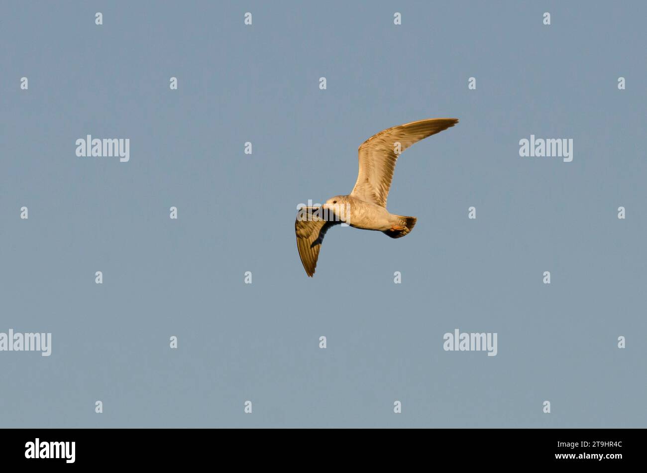 Gull, Larus delawarensis, in volo alle prime luci del mattino Foto Stock