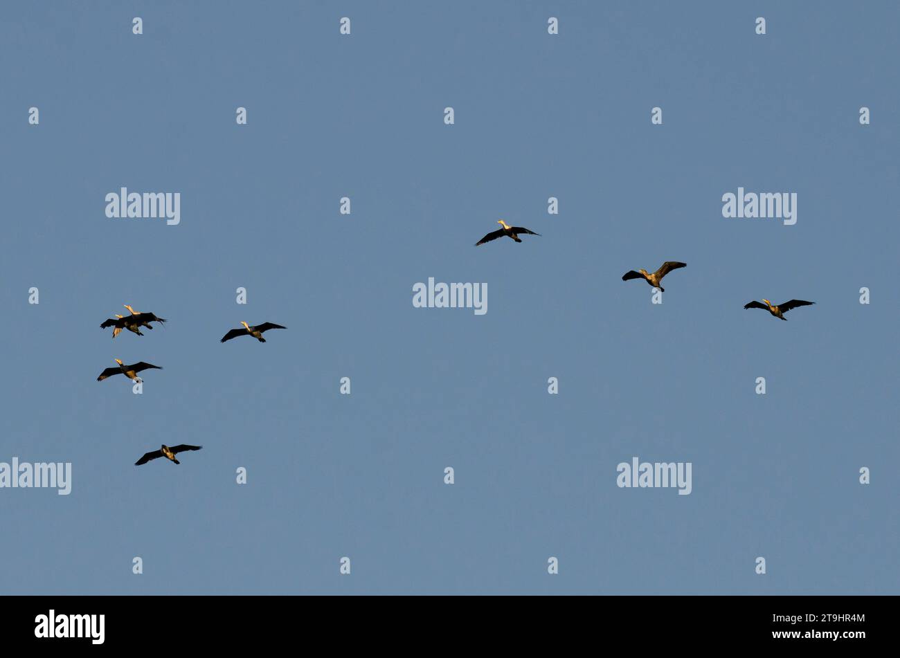 Cormorani a doppia cresta, Phalacrocorax auritus, in volo alla luce del mattino presto Foto Stock