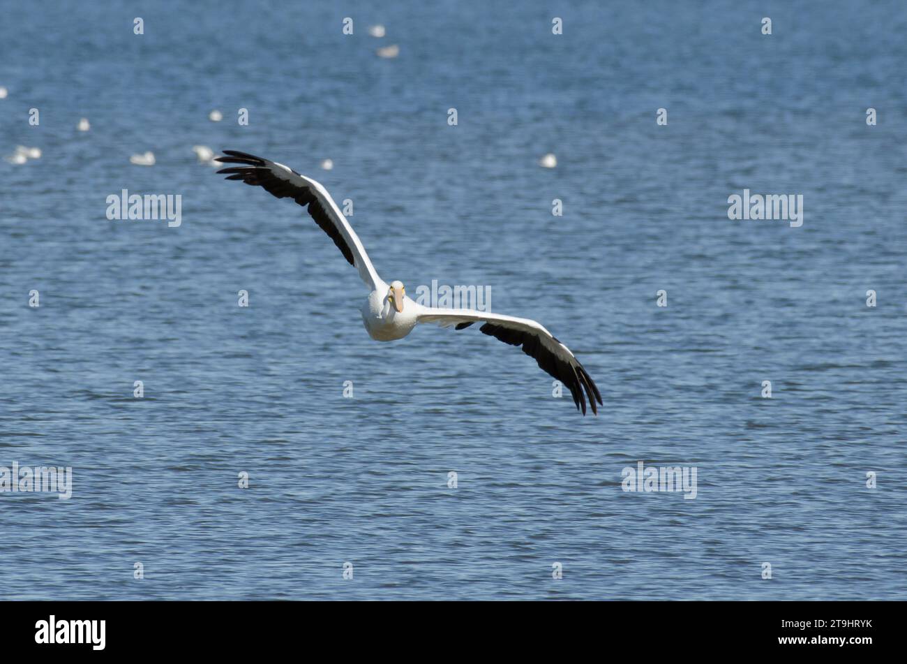 Pelican bianco americano, Pelecanus erythrorhynchos, in volo Foto Stock