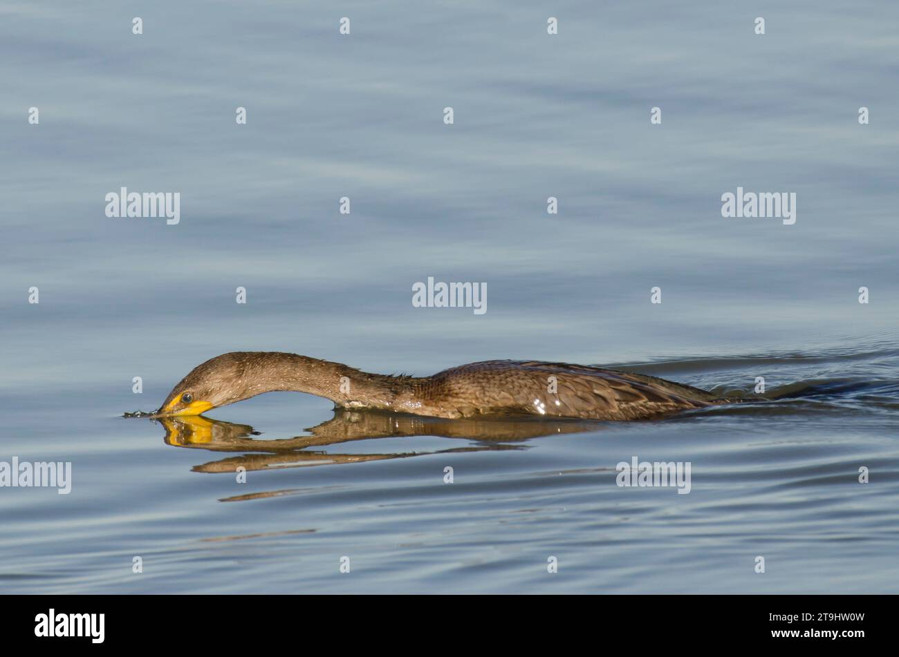 Cormorano a doppia cresta, Phalacrocorax auritus, immersioni Foto Stock