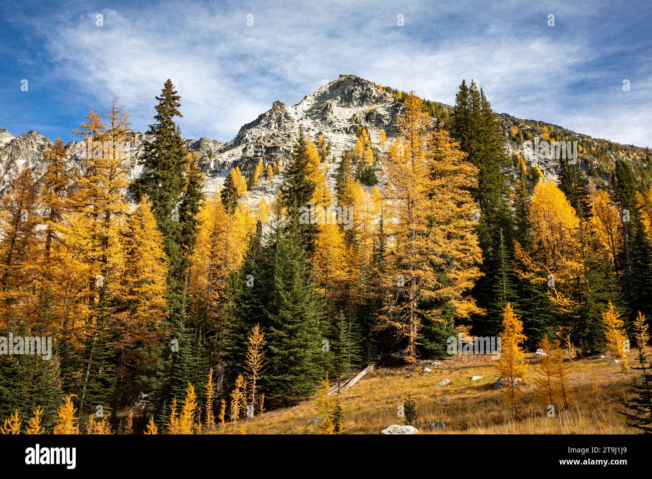 WA23767-00...WASHINGTON - Larch Trees lungo il Sawtooth Summit Trail e Sawtooth Ridge nella Okanogan National Forest. Foto Stock