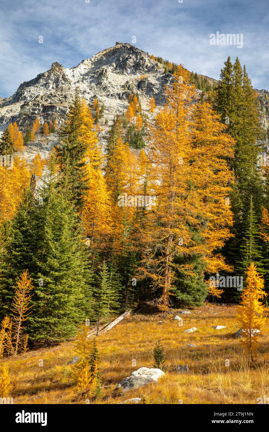 WA23768-00...WASHINGTON - Larch Trees lungo il Sawtooth Summit Trail e Sawtooth Ridge nella Okanogan National Forest. Foto Stock