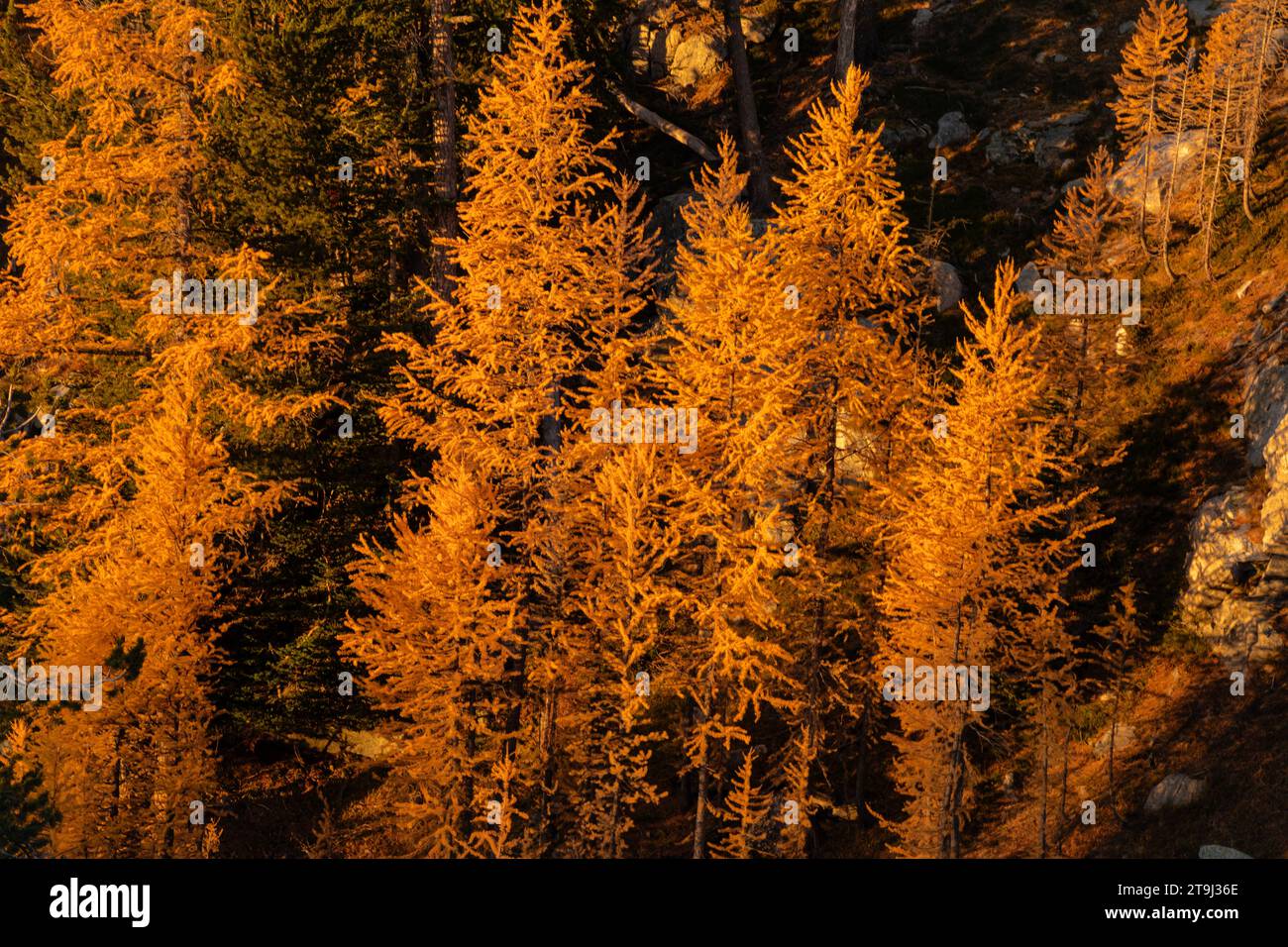 WA23789-00...WASHINGTON - Larch Trees su una collina vicino al lago Cooney nelle North Cascades; Okanogan National Forest. Foto Stock