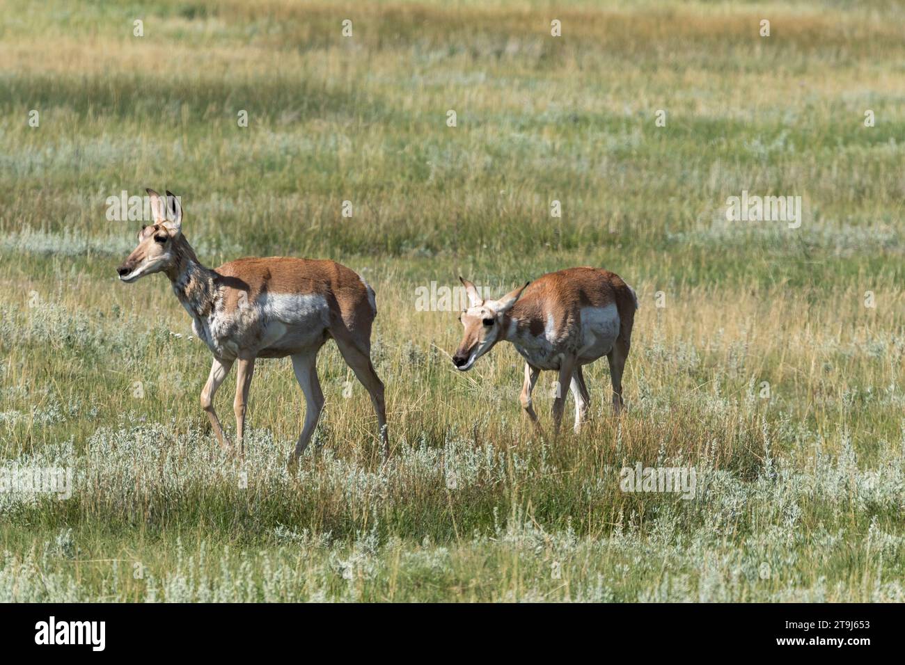 Un paio di prugne femminili (Antilocapra americana) vagano attraverso un prato di erbe e salvia. Flora e fauna selvatiche, prroncino, antilope Foto Stock