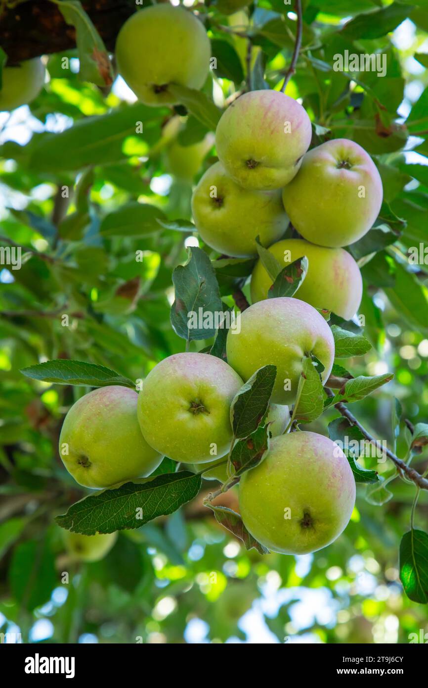 Fattoria di mele a Pahalgam, Jammu Kashmir, India Foto Stock