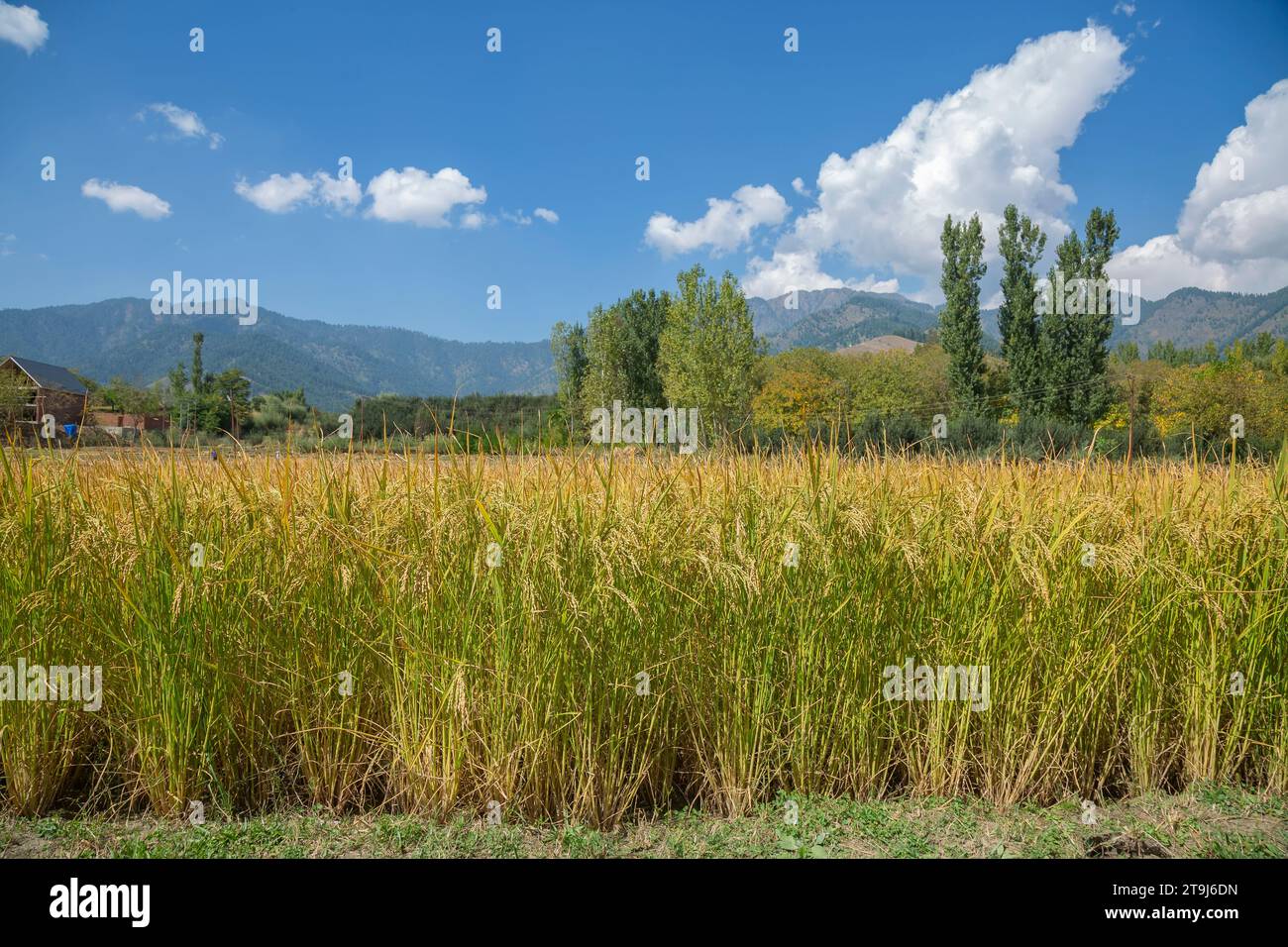 Campo di riso dorato a Pahalgam, Jammu Kashmir, India. Foto Stock