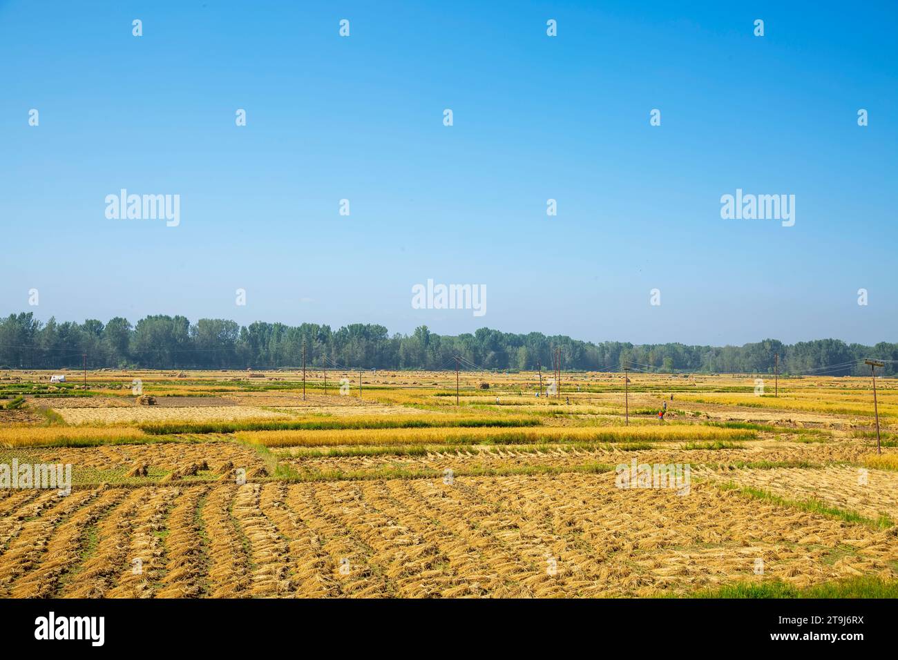 Raccolta di riso all'autostrada Kanyakumari, Amliar, Srinagar, Jammu Kashmir, India. Foto Stock