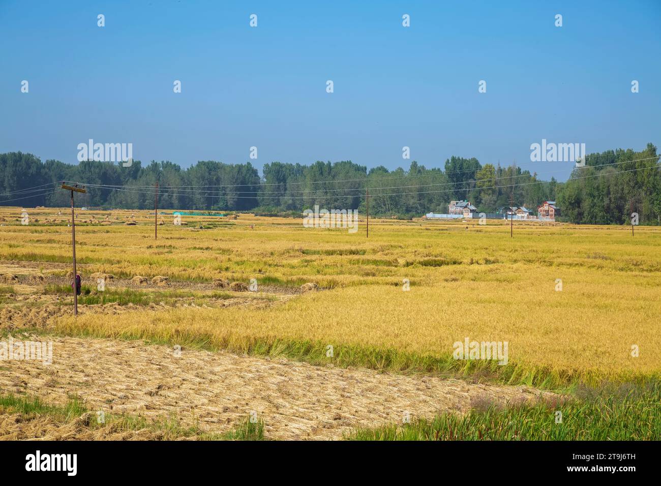 Raccolta di riso all'autostrada Kanyakumari, Amliar, Srinagar, Jammu Kashmir, India. Foto Stock