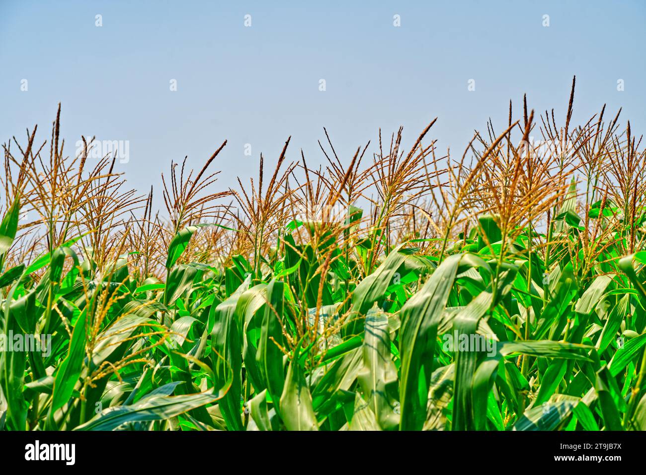 File di piante di mais, vista laterale di piante di mais sotto la forte luce del sole, sfondo blu del cielo, primo piano della parte superiore delle piante di mais. Foto Stock