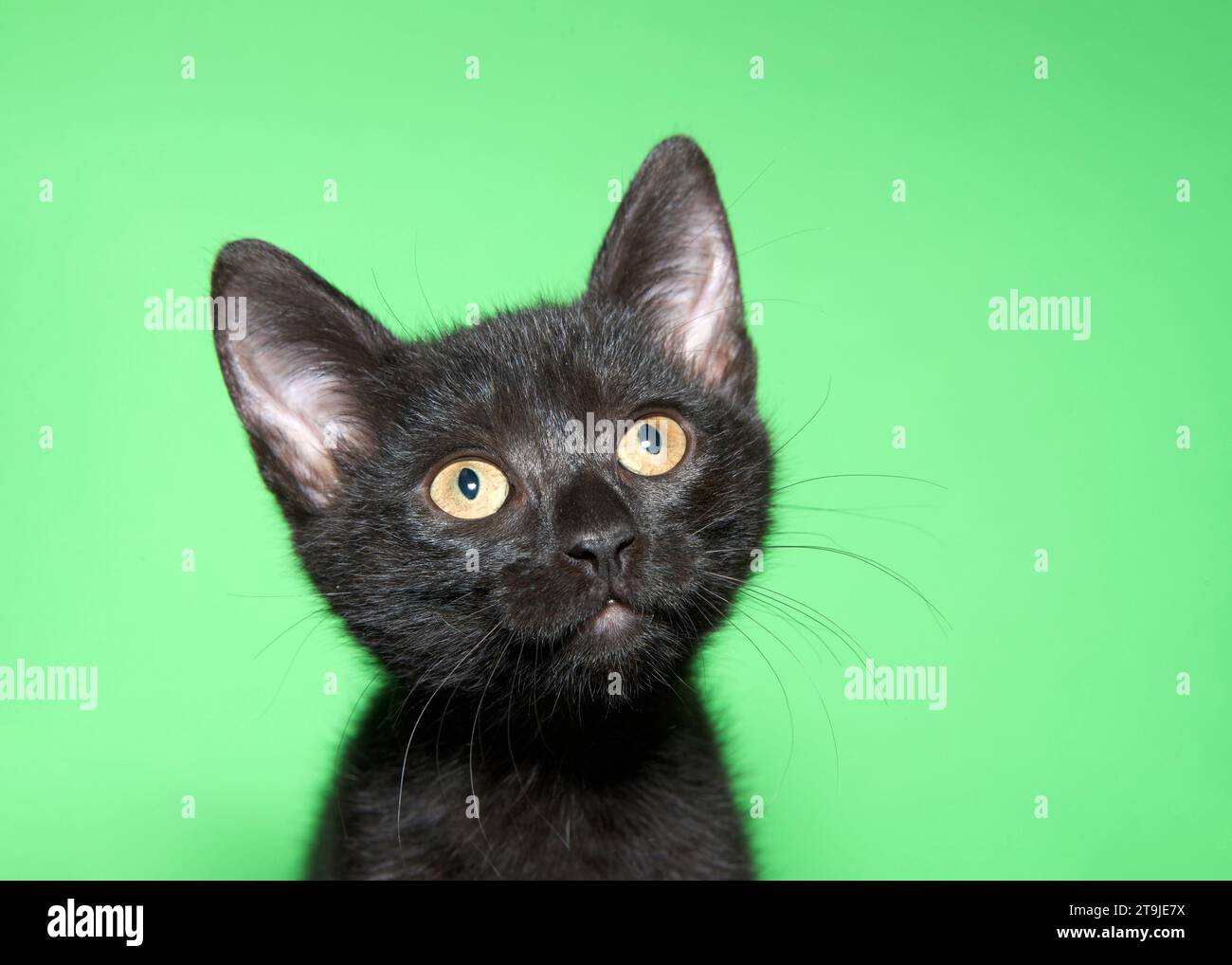 ritratto ravvicinato di un gattino nero tabby guardando in alto gli spettatori. Sfondo verde con spazio di copia. Foto Stock