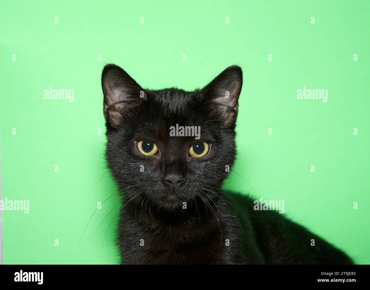 ritratto ravvicinato di un gattino nero tabby che guarda verso il basso lo spettatore con gli alunni dilatati. Sfondo verde con spazio di copia. Foto Stock