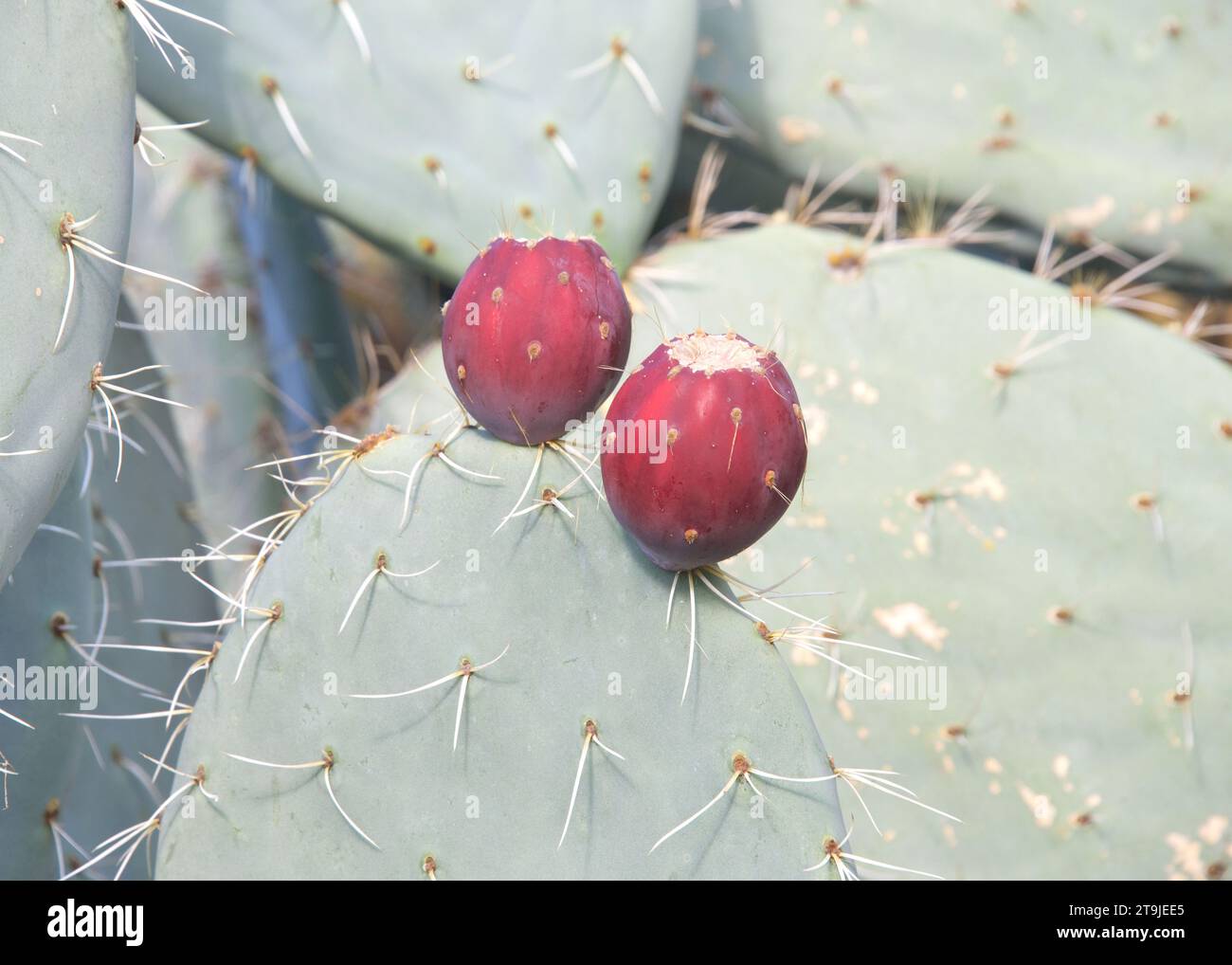 Primo piano di Prickly Pear cactus frutta sui cactus. Il frutto delle pere di prickly è commestibile, ma deve essere sbucciato con attenzione per rimuovere le spine piccole o Foto Stock